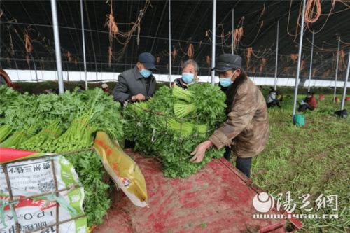 為民解難題 空港新城打通農產品銷路，助力農業(yè)種植新發(fā)展